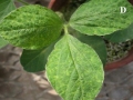 huvelytarkulas1
