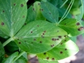 Borso-aszkohitas-Ascochyta-pinodella