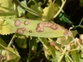 Borso-aszkohitas-Ascochyta-pisi