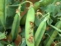 Borso-aszkohitas-Ascochyta-pisi1