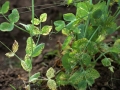 Borso-aszkohitas-Mycosphaerella-pinodes3