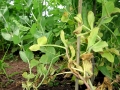 Borso-fuzarium1