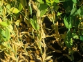 Borso-fuzarium2