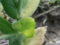 Borso-fuzarium3