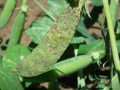 borsoperonoszpora