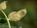 peronoszpora4