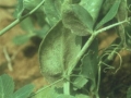 peronoszpora5