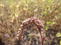 DSCF2842