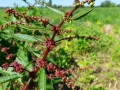 juhsoska5