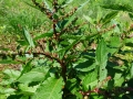 juhsoska6