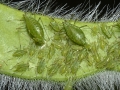 borsoleveltetu1