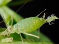 borsoleveltetu5
