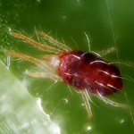 közönséges takácsatka, Tetranychus urticae