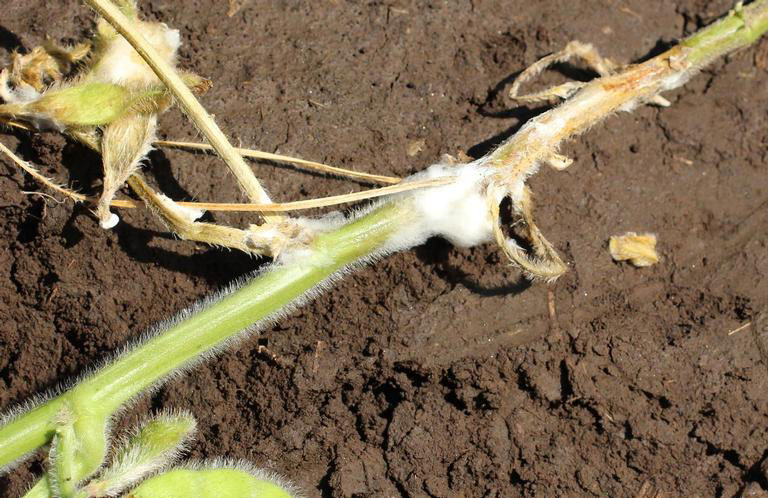 Sclerotinia sclerotiorum