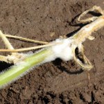 Sclerotinia sclerotiorum