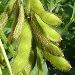 szojabab